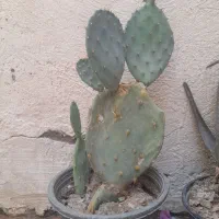 حراج کاکتوس آپونتیا