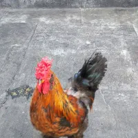 مرغ و خروس