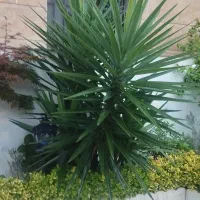 درختچه یوکا و کاکتوس