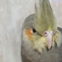 عروس هلندی مولد