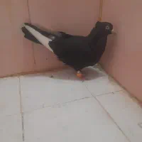 کبوتر قارا