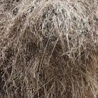 یونجه 100 خلور