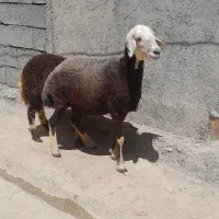 فروش بره نر و شیشک