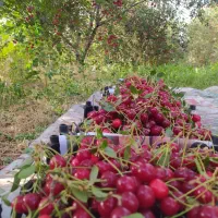 خریدار آلبالو سیب وهلو با بهترین قیمت