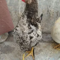 جوجه خروس