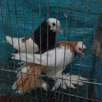 بادکنکی ماهرو