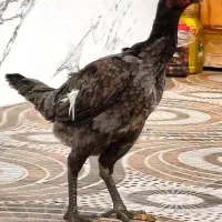 مرغ لاری اصیل