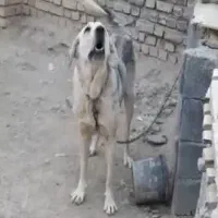 ماده پشدر اصیل واگذاری