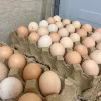 جوجه کشی تخم نطفه دار درجه یک