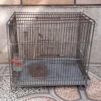 قفس