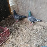پرنده|پرنده|سراوان, |دیوار