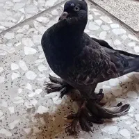 یک جفت کبوتر کاکلی پاپر