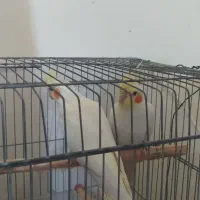 عروس هلندی هم ماده وهم جفت