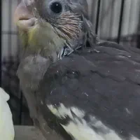 جوجه عروس هلندی