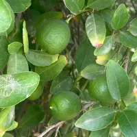 فروش لیمو محلی درجه یک