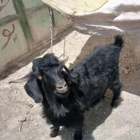 گوسفند