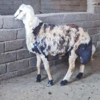 چهار راس بره قوچ اصیل درجه یک