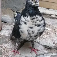 کفنر نر سوسکی