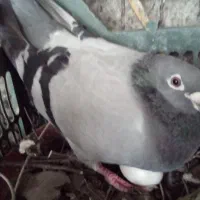 سه جفت کبوتر ذات دار با تخم یک روزه