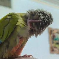 گرینچیک نر  فول دستی ،سخنگو ،اماده جفت