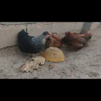 مرغ جوان یک سال