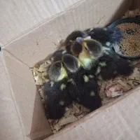 جوجه اردک خارجی اسراییلی یک هفته ای   قیمت 200ت