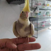 پرنده زینتی خزر