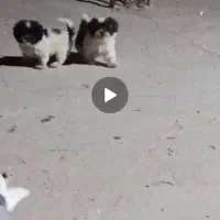 نرماده شبتزو ۴ ماهه