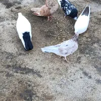 کبوتر|پرنده|مرند, |دیوار