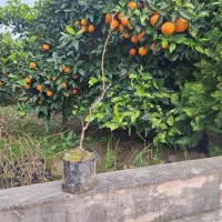 نهال کیوی هایوارد