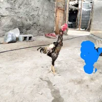 خروس