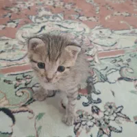 گربه