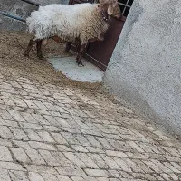 قوچ