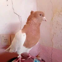 کله زردوکله الماسی و سینه ای