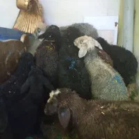 گوسفند پرواری درشت مست