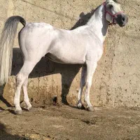اسب|اسب و تجهیزات اسبسواری|درودزن, |دیوار