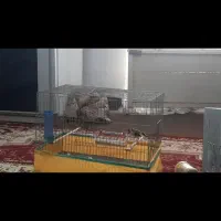 سهره|پرنده|الشتر, |دیوار