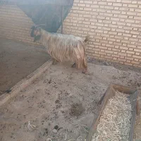 بز ه
