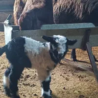 گوسفند(بره نر ماده بز بزغاله گوشت)