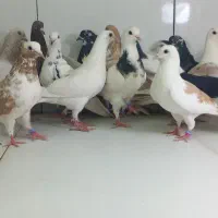 دسته ۲۱ماده پرشی سوسکی ابلق