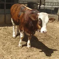 گوساله چاق درجه یک
