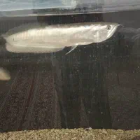 ماهی آروانا