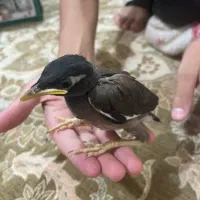 مرغ مینا
