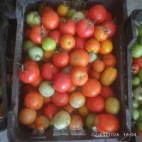 فروش گوجه مخصوص رب تازه و سالم