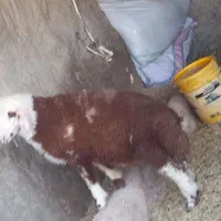 گوسفند عراقی