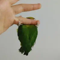 جفت کوتوله فیشر