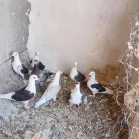 کبوتر