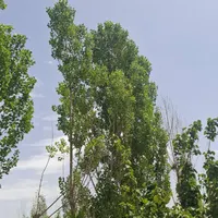 باغ1500متری با سند تک برگ و سهم داعمی اب از چاه|فروش زمین و ملک کلنگی|تهران, فلاح|دیوار
