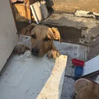 واگذاری سگ لامبرادور