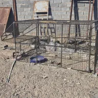اتاق عقب مزدا چادری